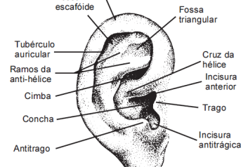 anatomia-orelha